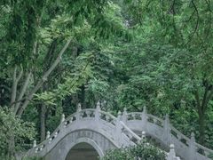 -金花茶公园