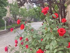 -北京张裕爱斐堡酒庄