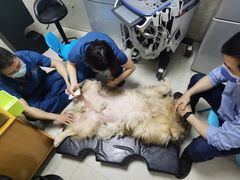 -阿荣24H宠物医院·综合型转诊中心·CT·核磁影像中心