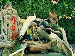 -野象谷景区