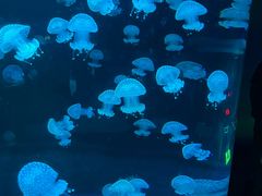 -欢乐海岸海洋奇梦馆
