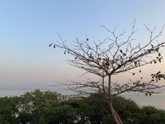 -深圳湾公园(南山区)