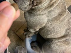 -柯斗斗主题餐厅·狗咖·围炉煮茶·茶饮(国瑞升平里店)