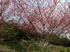 -重庆彩云湖湿地公园