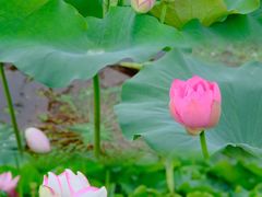 -荷塘月色湿地公园·向阳花洲