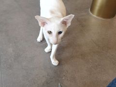 -飞行喵MR PILOT|猫舍·猫咖(静安大融城店)