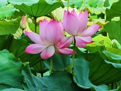 -荔湾湖公园