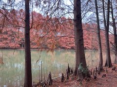 -上海海湾国家森林公园