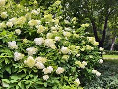 -黑龙江省森林植物园