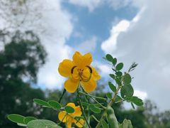 -广西壮族自治区药用植物园