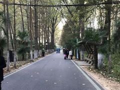 -合肥滨湖国家森林公园