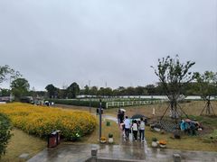 -杭州湾海上花田景区