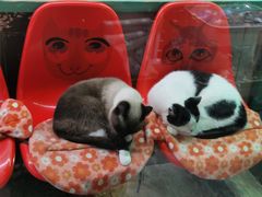 -猫咪博物馆(顶澳仔猫街店)
