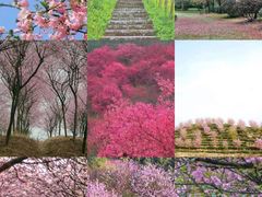 -南山植物园