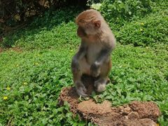 -海南热带野生动植物园