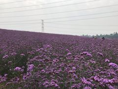 -紫颐香薰山谷景区