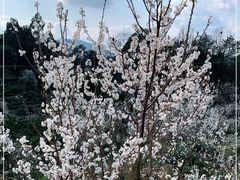 -樱桃山旅游景区