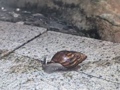 -海南清水湾莱佛士酒店