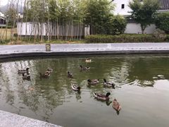 -黄山悦榕庄明月白云餐厅