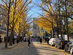 -三里屯东五街银杏大道