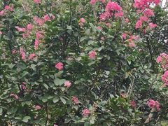 -武汉紫薇都市田园