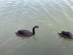 -五缘湾湿地公园