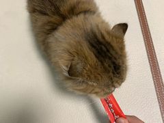 -momokira米努特·德文卷毛猫·棉花面纱犬