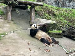 -都江堰中华大熊猫苑