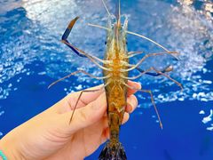 -SHRIMP CLUB万东餐饮钓虾·清吧