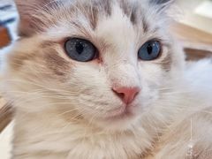 -飞行喵MR PILOT|猫舍·猫咖(静安大融城店)