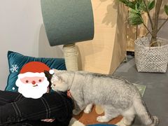 -有猫咖啡umeow coffee