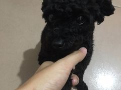 -瑞派康怡24h宠物医院·犬猫医疗中心·微创绝育(瑞景分院)