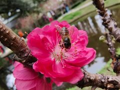 -桃花涧