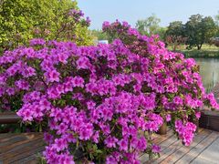 -上海滨江森林公园