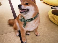 -逗柴咖啡屋·狗咖猫咖宠物桌游