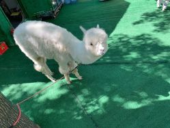 -萌宠亲子动物乐园(槐房万达店)