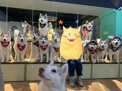 -Husky Go! 哈士奇体验馆·宠物咖啡厅狗咖
