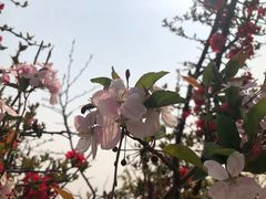 -石家庄市植物园