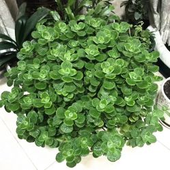 -Oasis Beauty水磨坊科技美肤中心