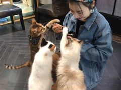 -猫色咖啡·猫咖