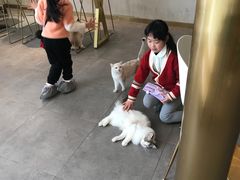 -飞行喵MR PILOT|猫舍·猫咖(静安大融城店)