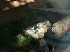 -青藏高原野生动物园