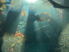 -西雅图水族馆