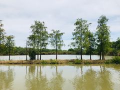 -大湾区中央湿地公园