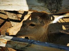 -北京鹿世界主题园