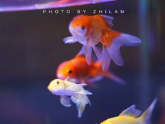 -梦幻海洋王国(吾悦广场张家港店)
