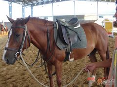 -松声马术俱乐部