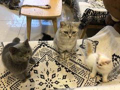 -平行世界·猫咖(首经贸店)