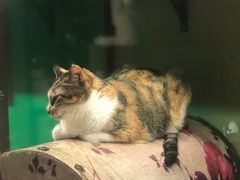 -猫咪博物馆(顶澳仔猫街店)