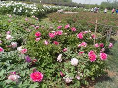 景点-郑州植物园